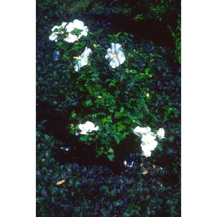Hibiscus syriacus 'Diana' - rose-of-Sharon