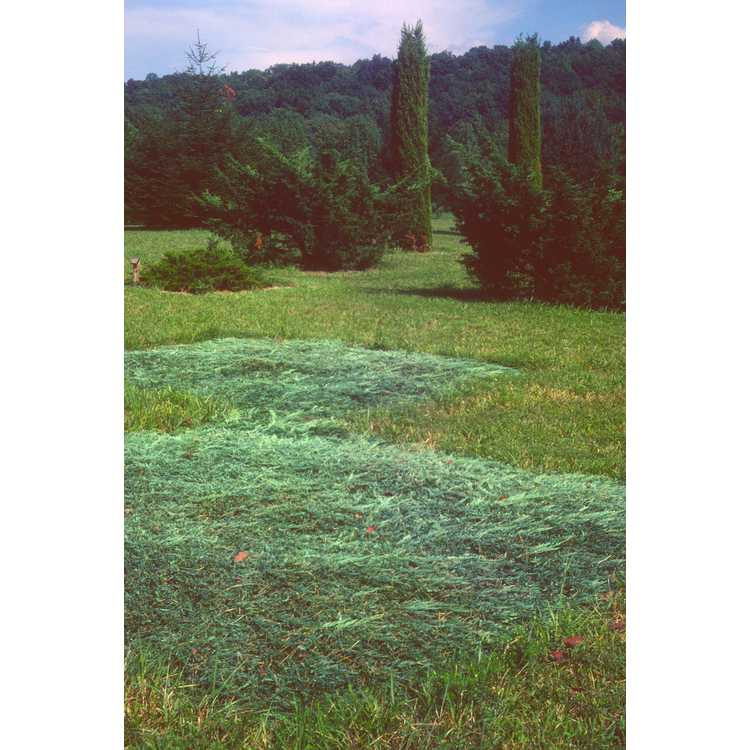 <em>Juniperus horizontalis</em> 'Blue Horizon'