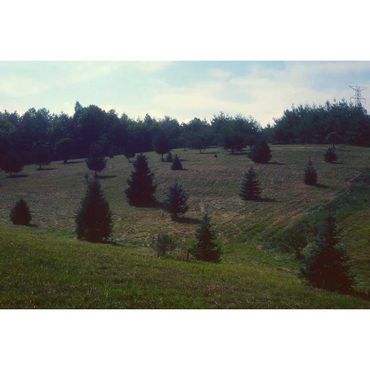 university of Tennessee arboretum