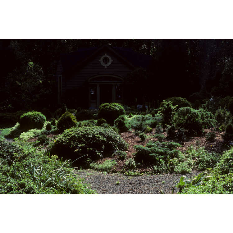 Tom Krenitsky's garden