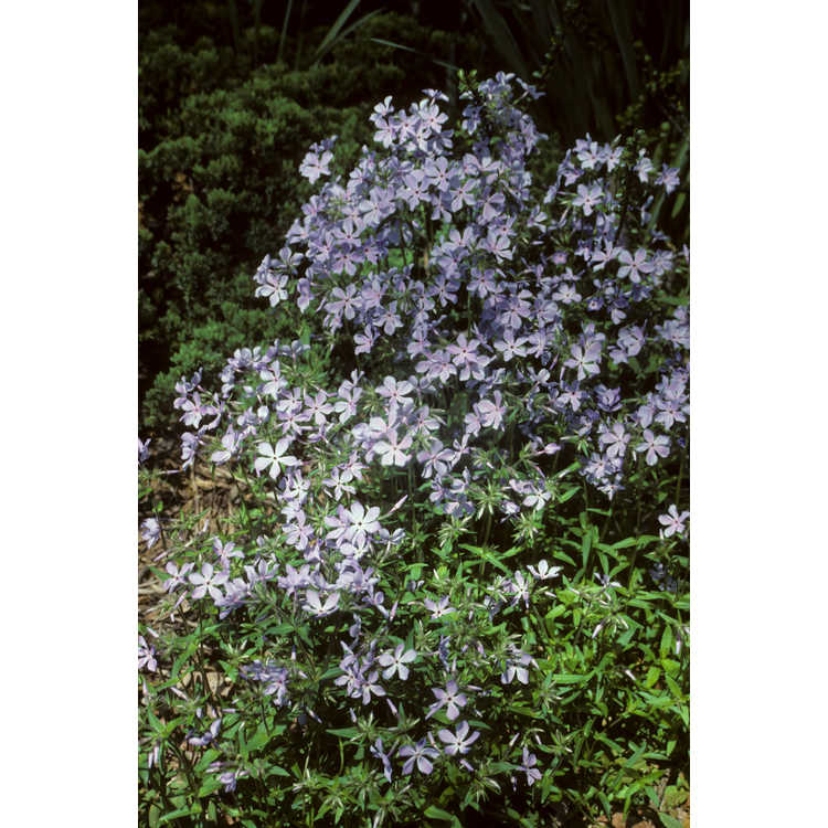 Phlox divaricata - woodland phlox