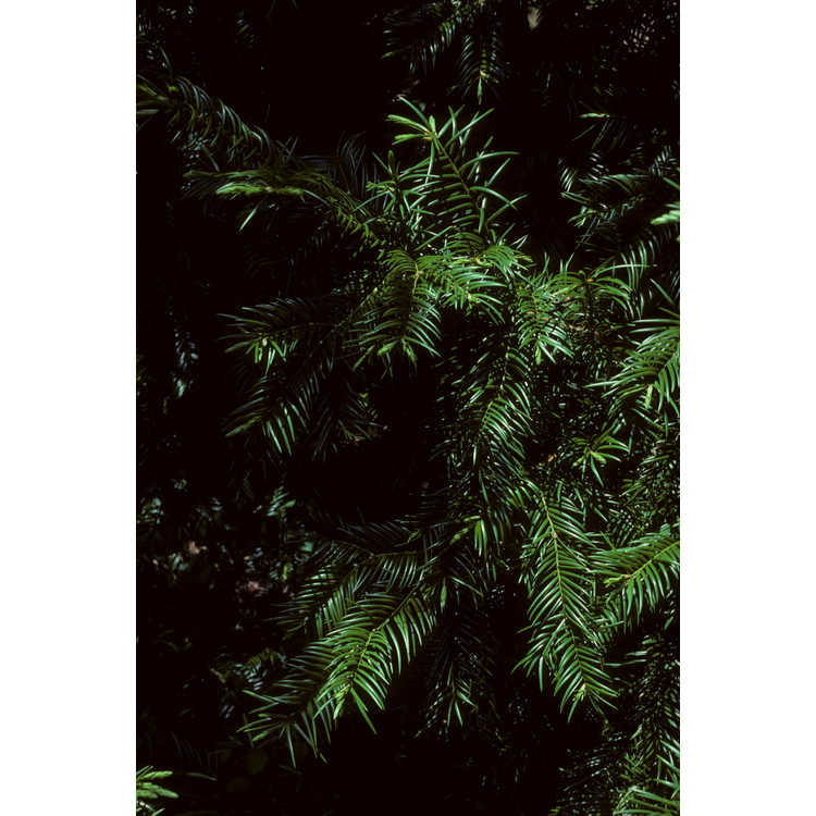 Torreya taxifolia - Florida torreya