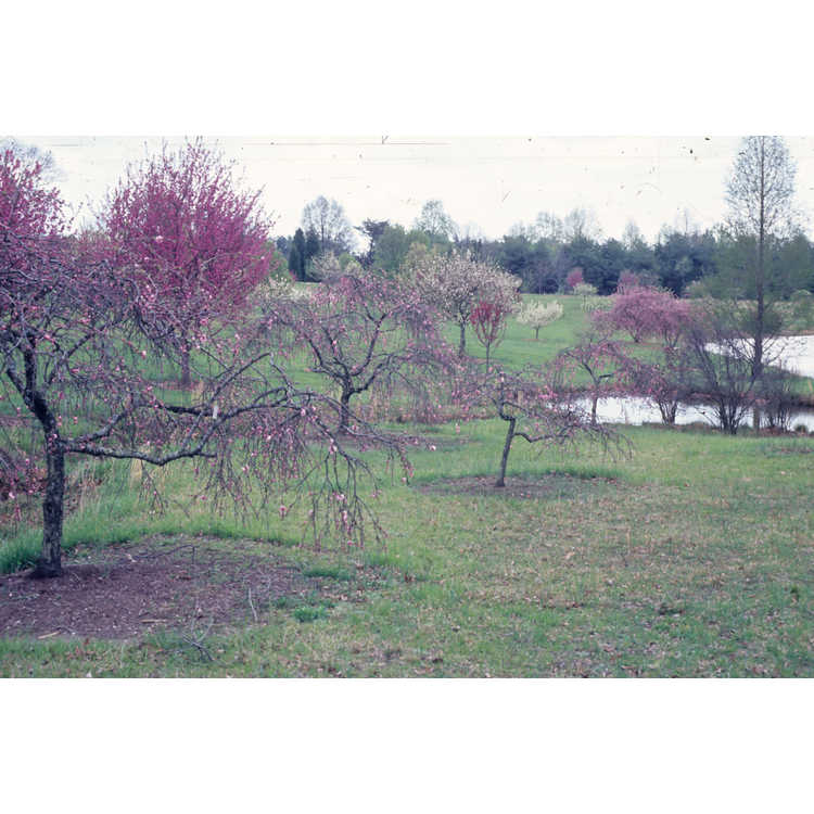 University of North Carolina at Charlotte Botanical Gardens