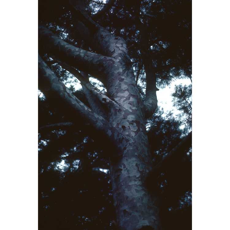 Pinus bungeana - lacebark pine