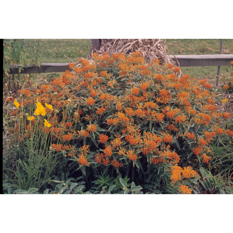 common butterfly-weed