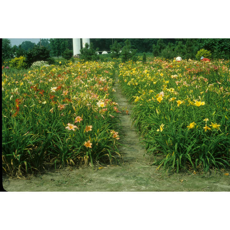 Hemerocallis - daylily