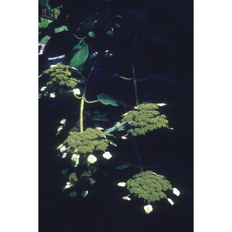 <em>Hydrangea aspera</em> subsp.<em> aspera</em>