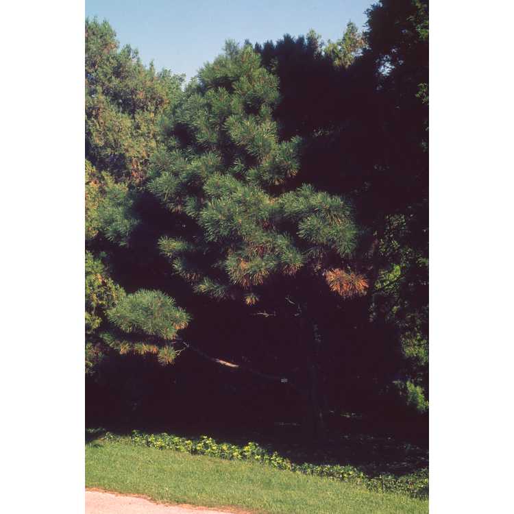 <em>Pinus</em>