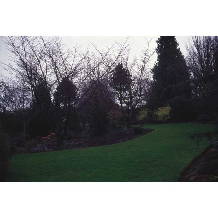Jane Platt Garden