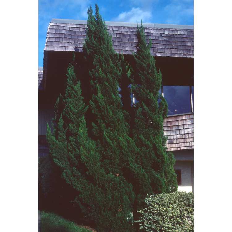 Juniperus chinensis 'Kaizuka' - Hollywood juniper