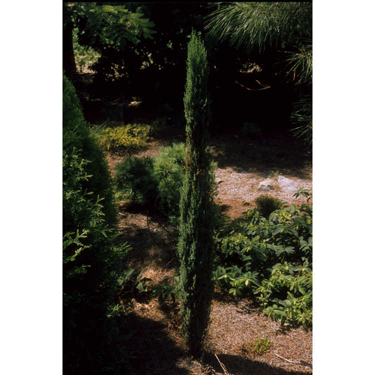 <em>Juniperus</em>