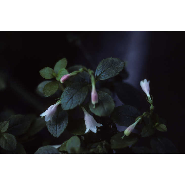 <em>Linnaea borealis</em>