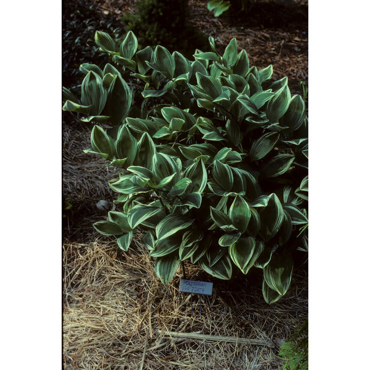 Polygonatum odoratum var. pluriflorum 'Variegatum'