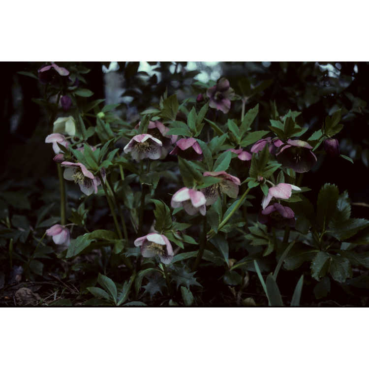 Helleborus ×hybridus