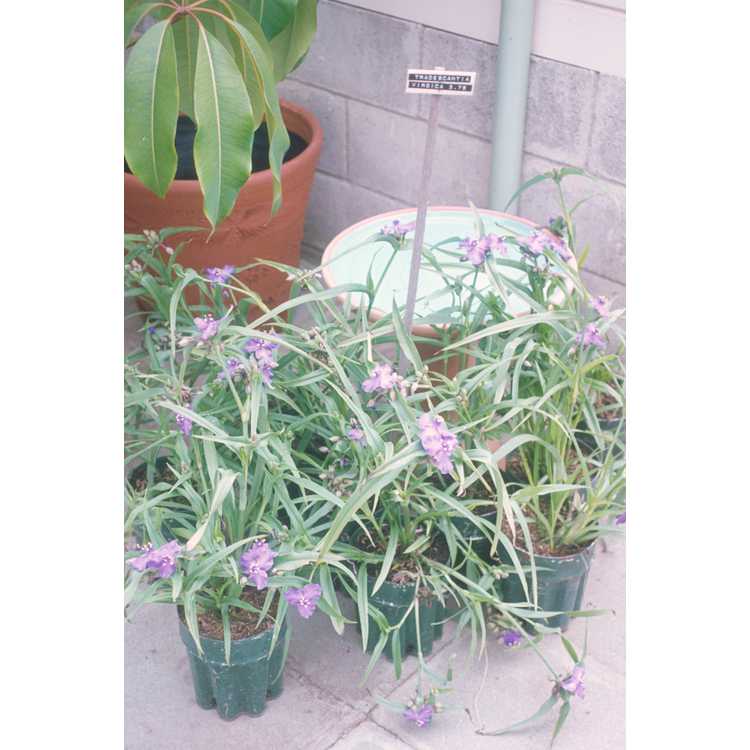 Tradescantia - spiderwort