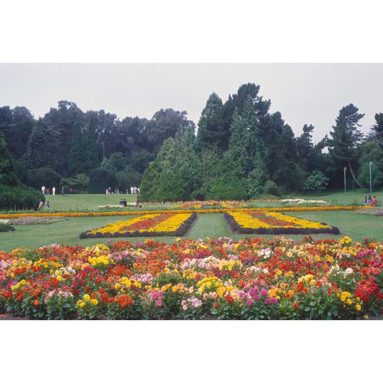 Strybing Arboretum, golden gate park