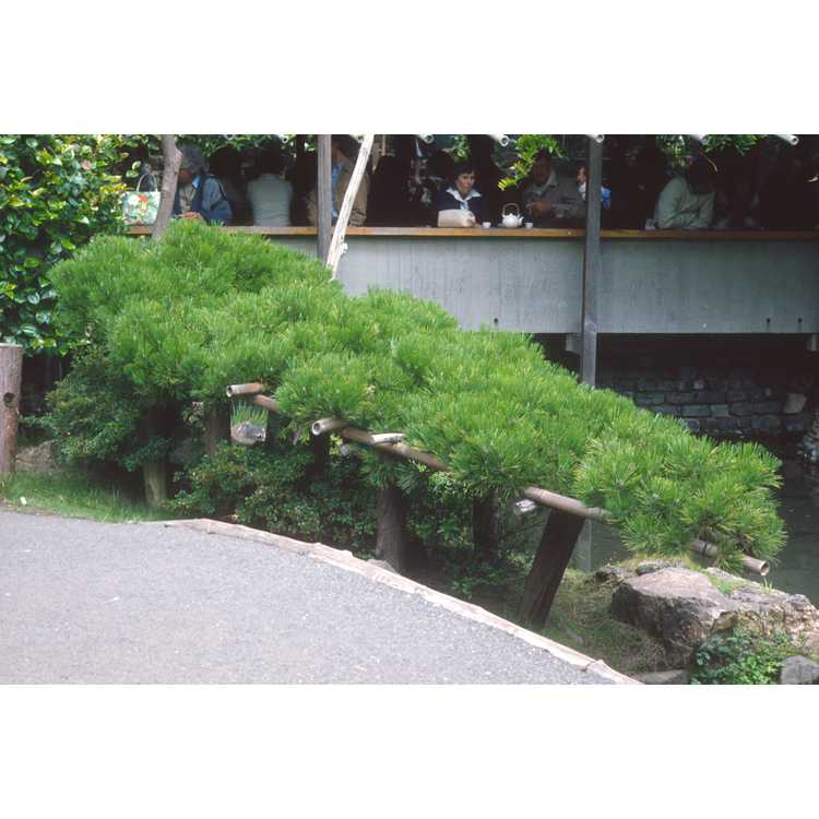 Strybing Arboretum, Japanese garden