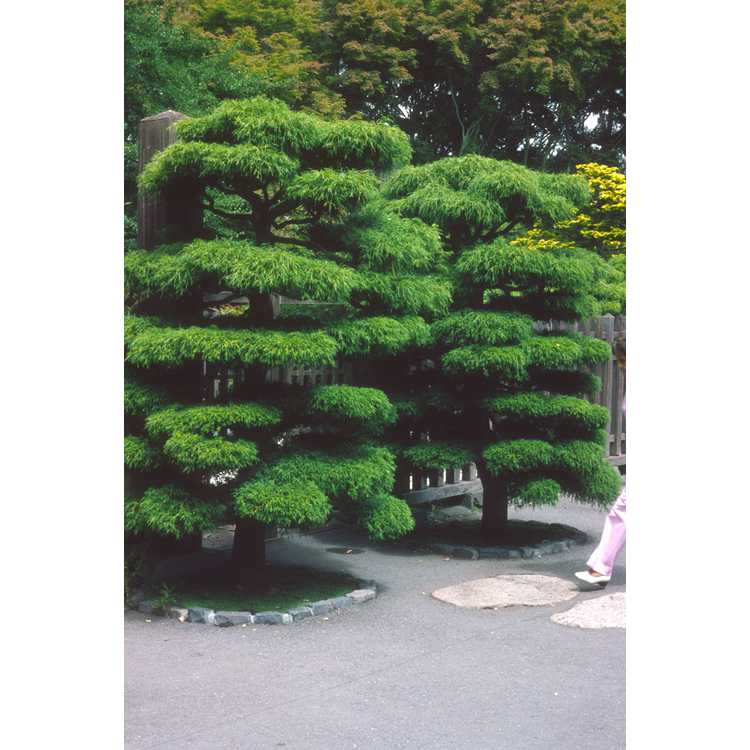 Strybing Arboretum, Japanese garden