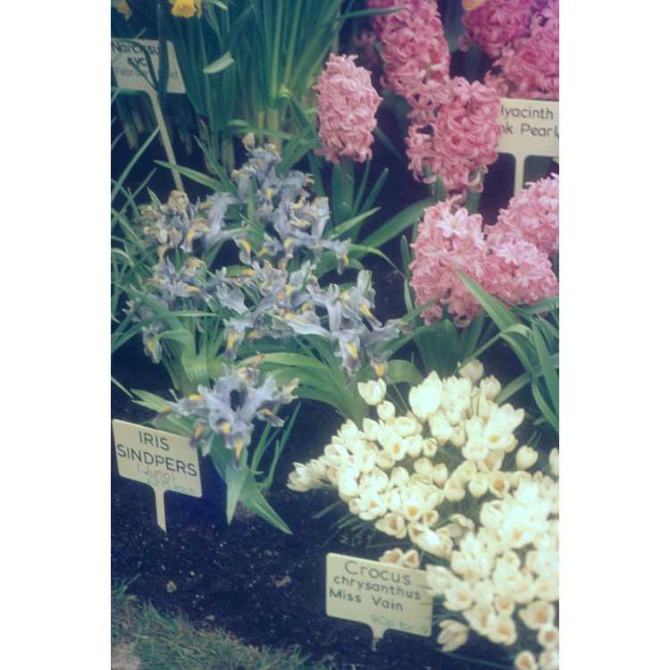<em>Hyacinthus</em>