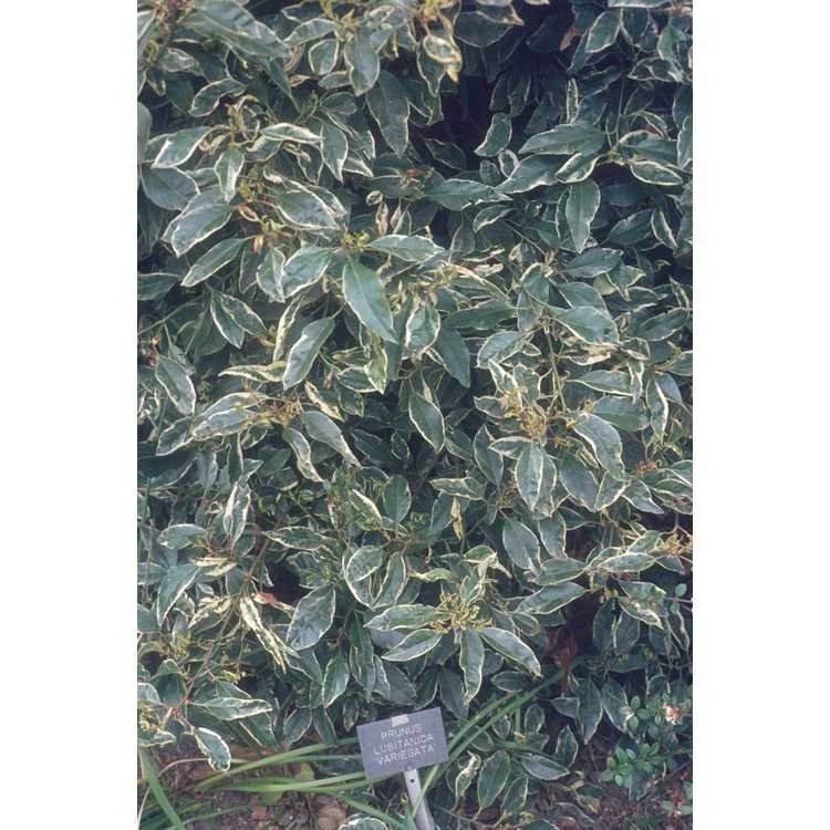 <em>Prunus lusitanica</em> 'Variegata'