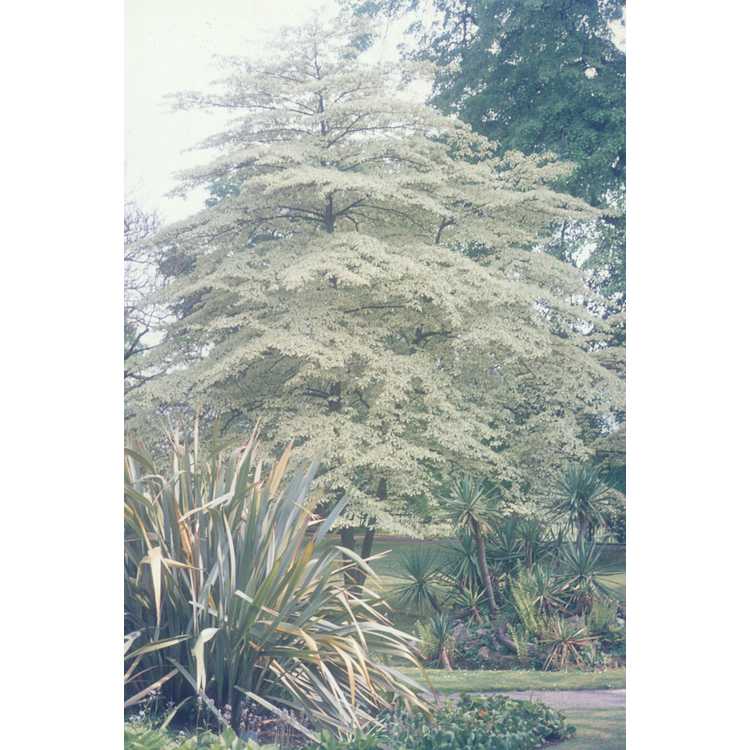 variegated giant dogwood