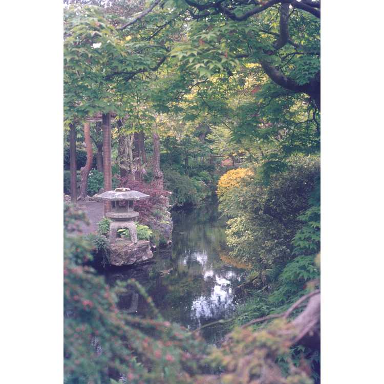 Tully Japanese Garden