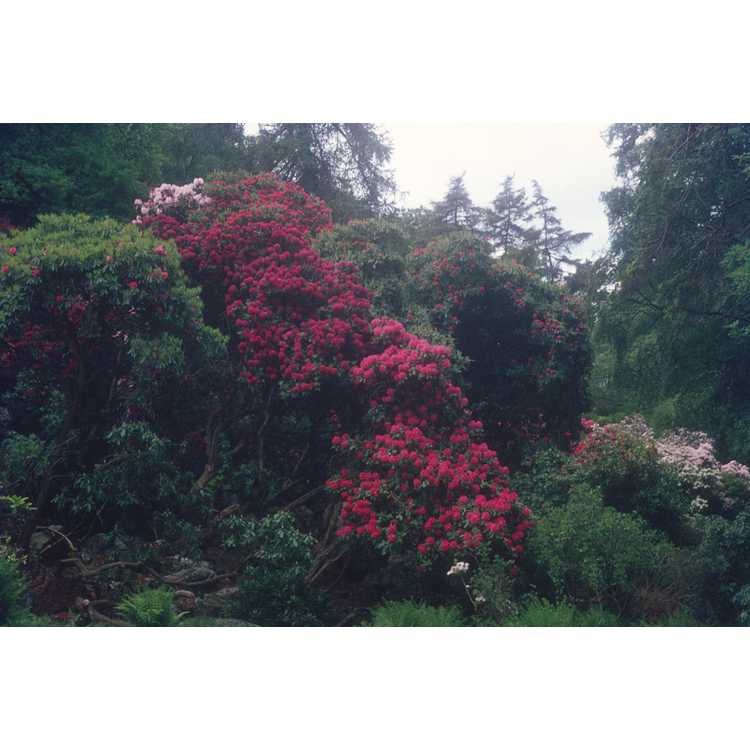 Howth Rhododendron Garden