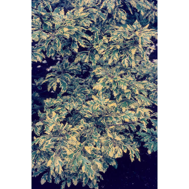 <em>Quercus cerris</em> 'Argenteovariegata'