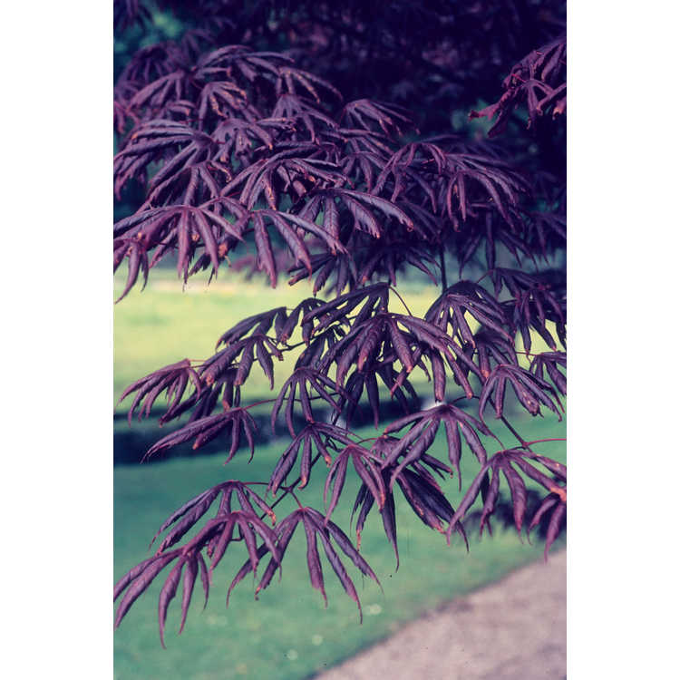 Acer palmatum 'Trompenburg'