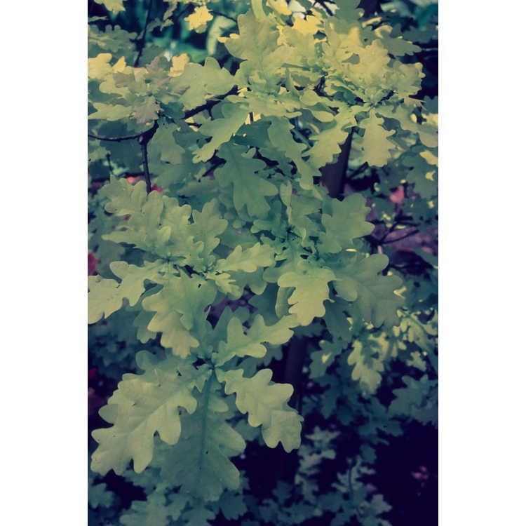 <em>Quercus robur</em> 'Concordia'