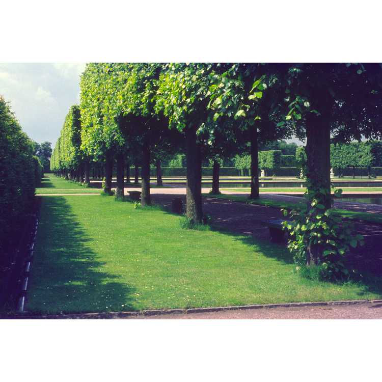 Herrenhaeuser Garden
