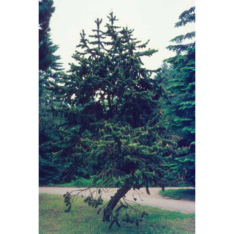 <em>Pinus aristata</em>