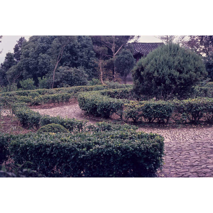 plum hill garden