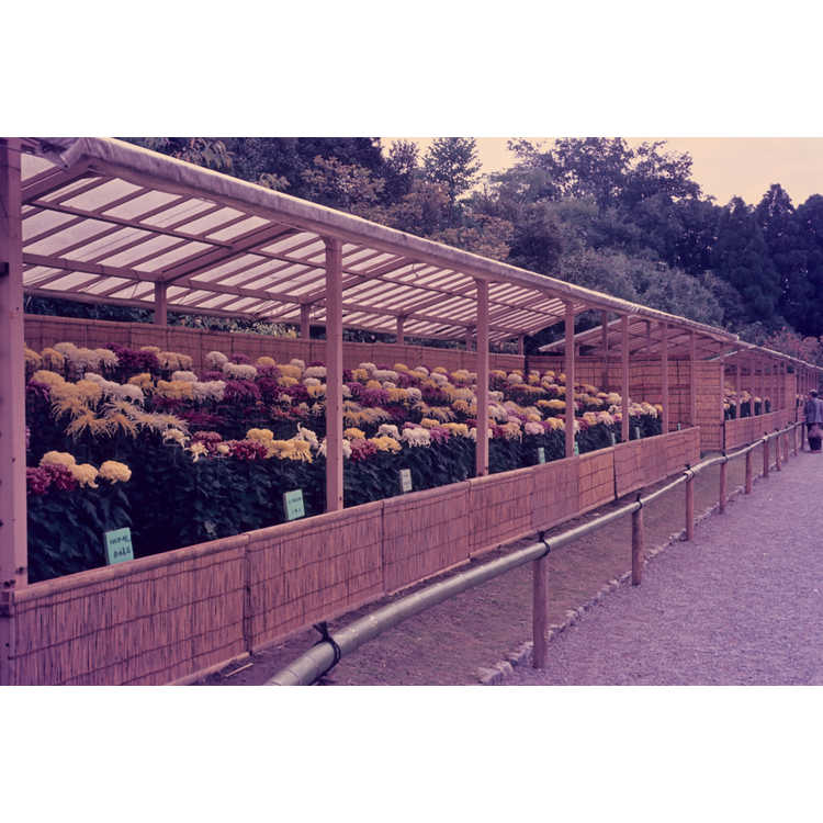 Chrysanthemum show