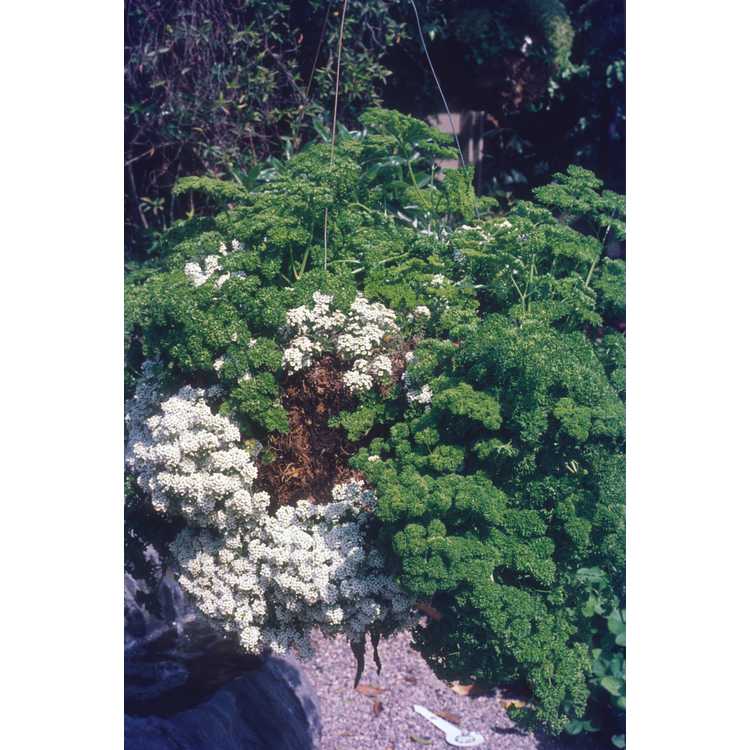 Petroselinum crispum - common or garden parsley
