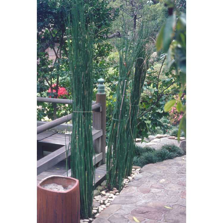 Equisetaceae