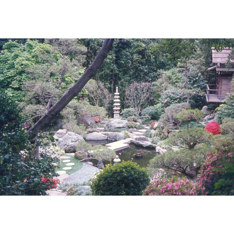 UCLA Japanese Garden