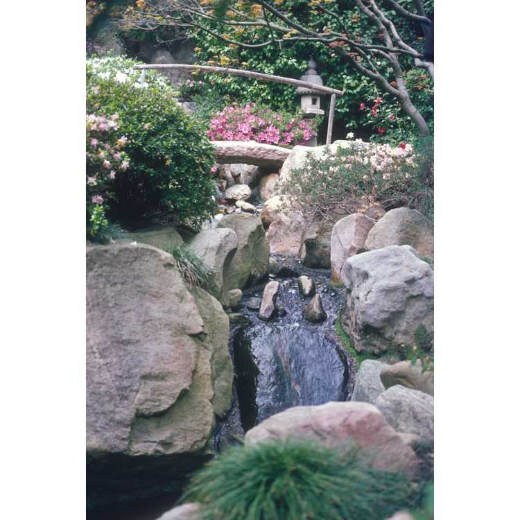 UCLA Japanese Garden