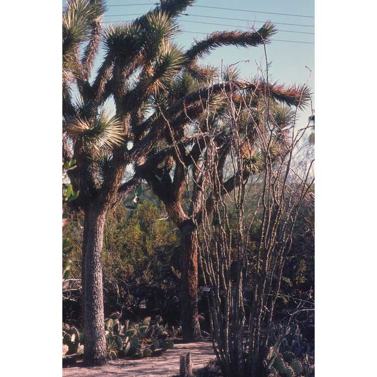 Palm Springs Botanical Garden