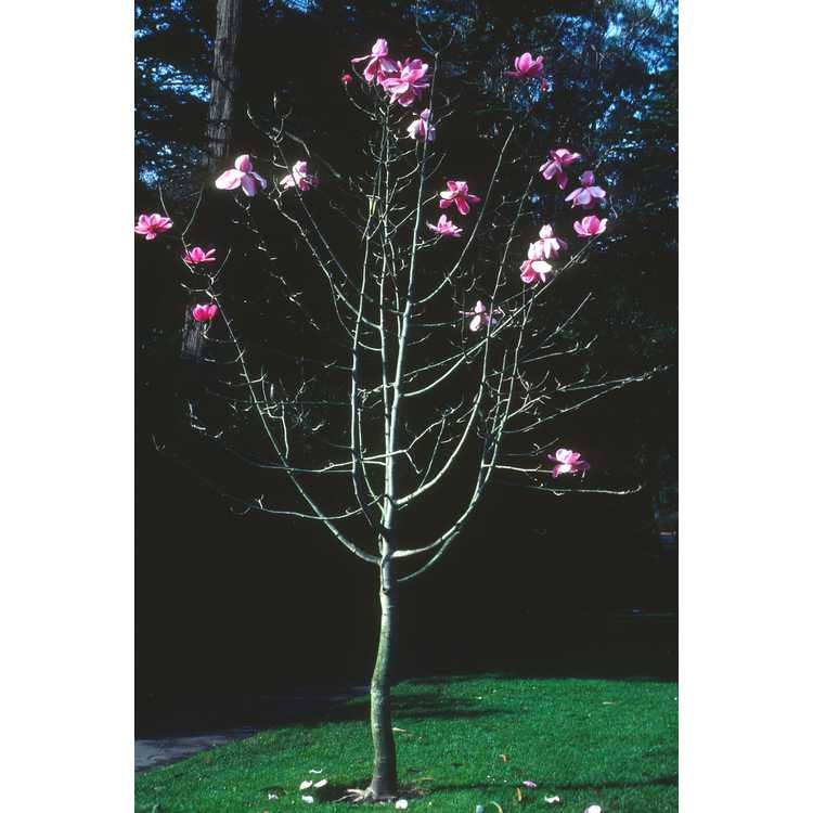 <em>Magnolia campbellii</em>