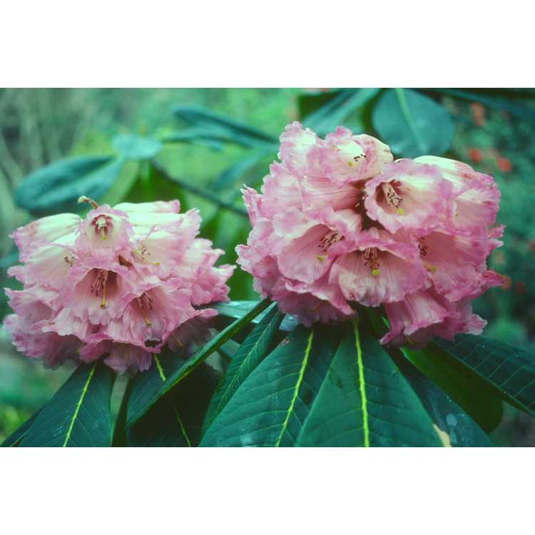 <em>Rhododendron protistum</em>