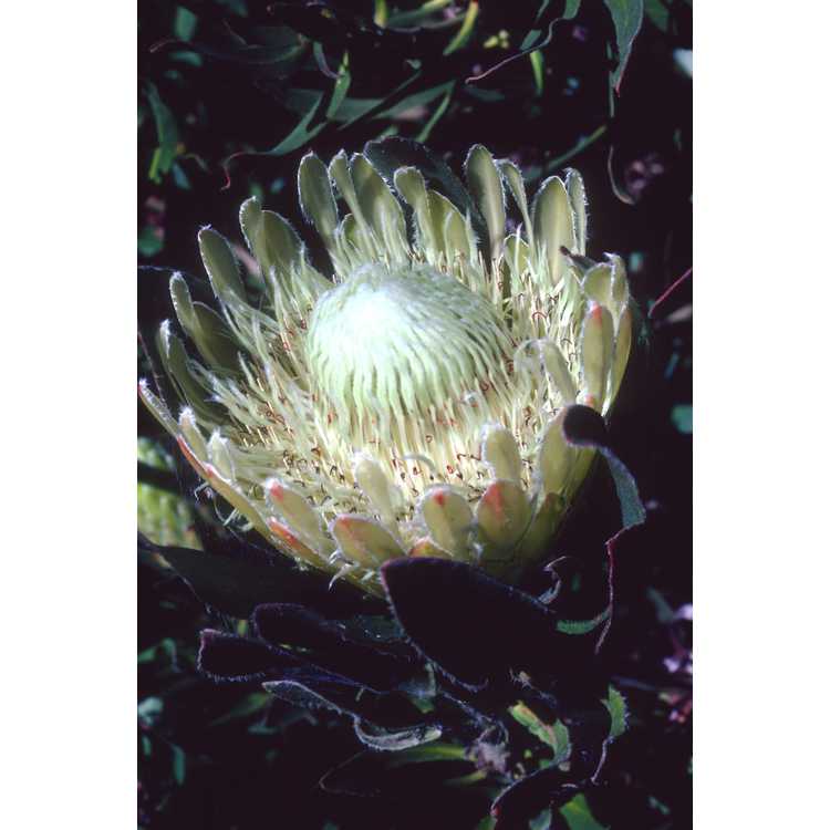 <em>Protea obtusifolia</em>