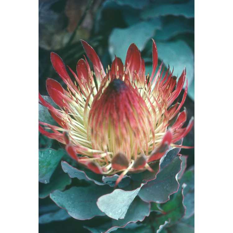 <em>Protea obtusifolia</em>
