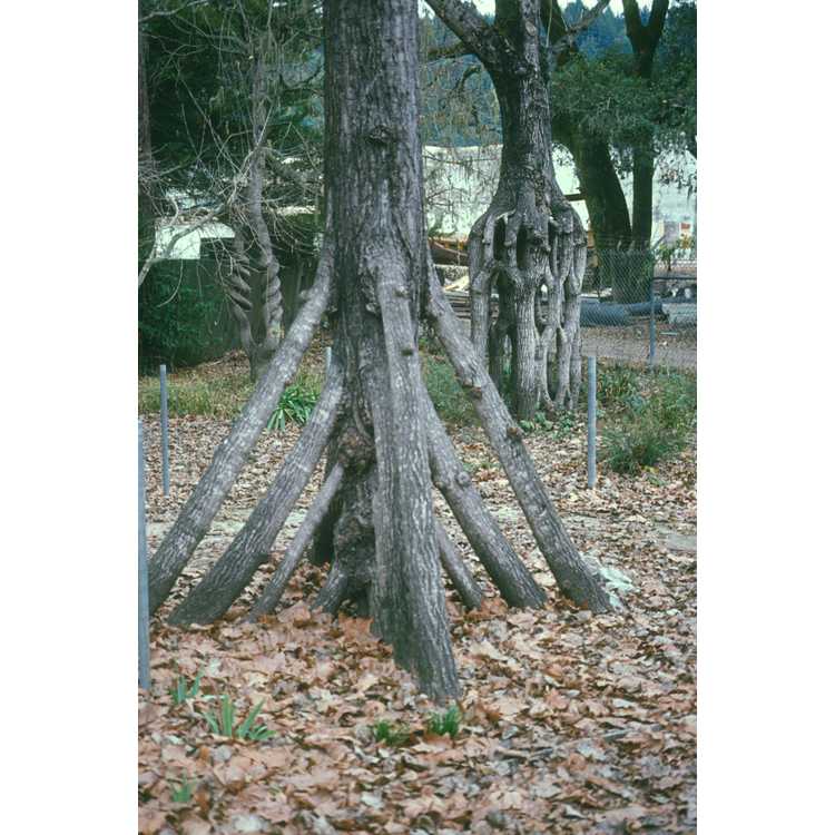 Tree Circus
