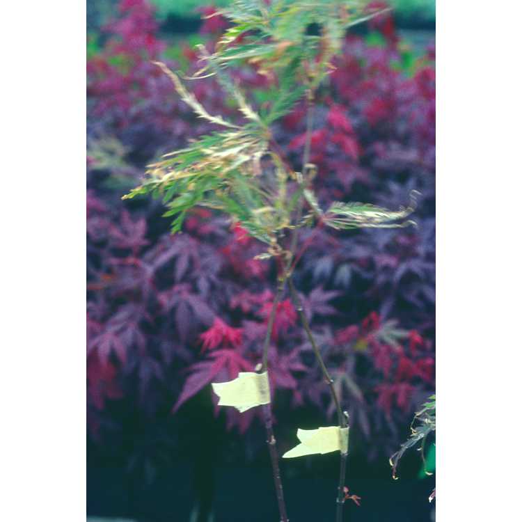 Acer palmatum - Japanese maple