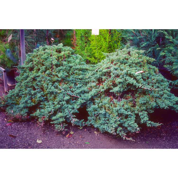 <em>Juniperus procumbens</em>