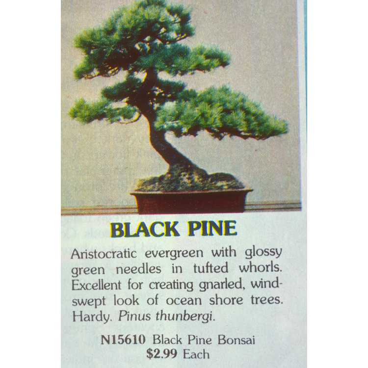 <em>Pinus thunbergii</em>