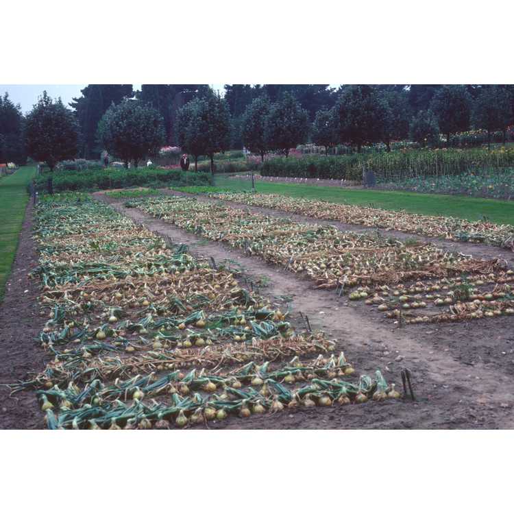Allium cepa - garden onion