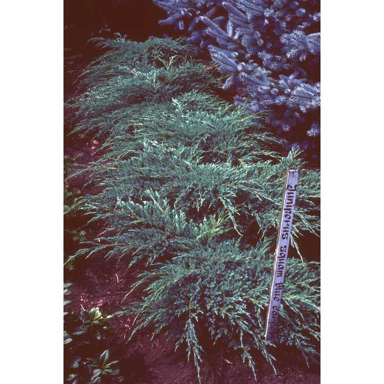 <em>Juniperus squamata</em> 'Blue Carpet'