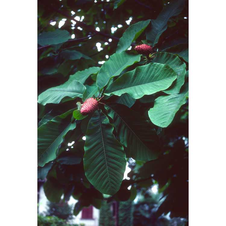 <em>Magnolia obovata</em>